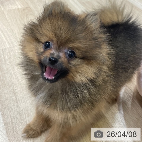 ポメラニアンの写真
