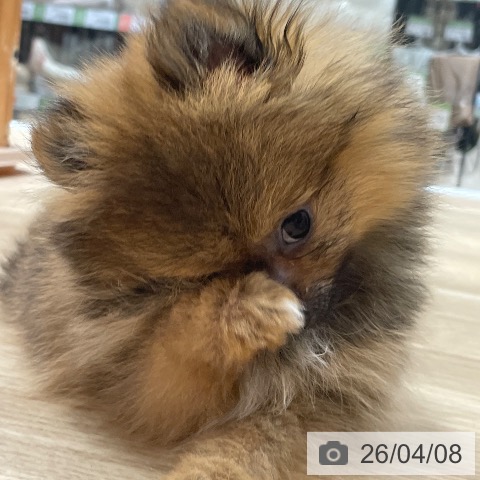 ポメラニアンの写真