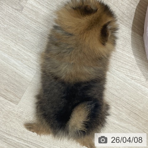 ポメラニアンの写真