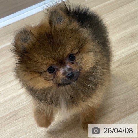 ポメラニアンの写真