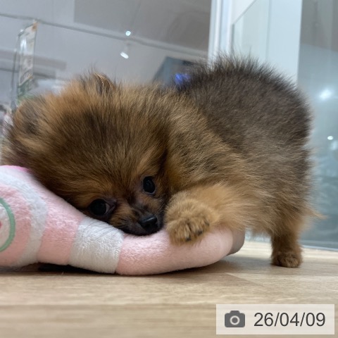 ポメラニアンの写真
