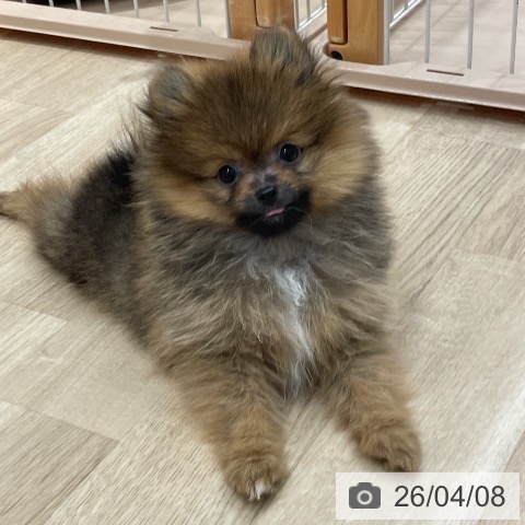ポメラニアンの写真