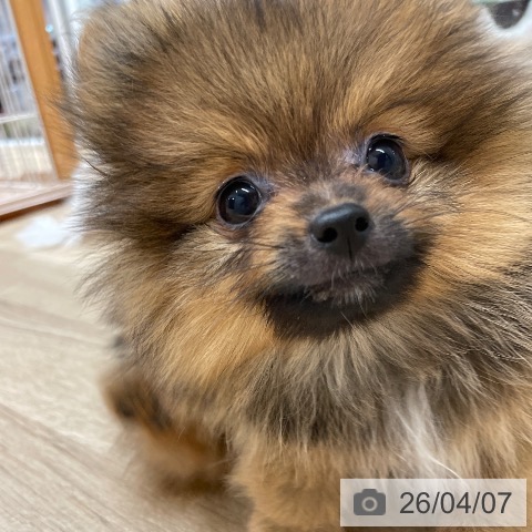 愛知県のポメラニアン (ペットプラス 上飯田店/2026年1月4日生まれ/女の子/オレンジセーブル)の子犬の4枚目の画像