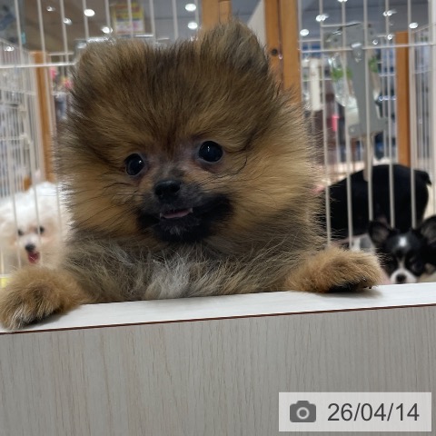 愛知県のポメラニアン (ペットプラス 上飯田店/2026年1月4日生まれ/女の子/オレンジセーブル)の子犬の4枚目の画像