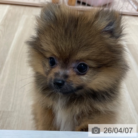 愛知県のポメラニアン (ペットプラス 上飯田店/2026年1月4日生まれ/女の子/オレンジセーブル)の子犬の3枚目の画像