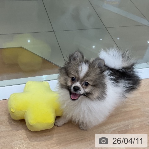 三重県のポメラニアン (ペットプラス 四日市泊店/2026年1月4日生まれ/女の子/パーティーカラー)の子犬の4枚目の画像