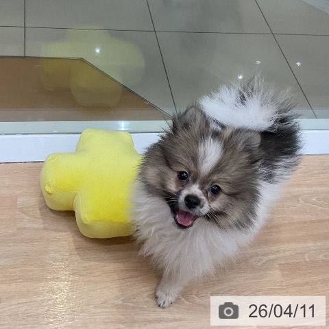 三重県のポメラニアン (ペットプラス 四日市泊店/2026年1月4日生まれ/女の子/パーティーカラー)の子犬の3枚目の画像