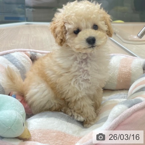 トイ・プードルの写真