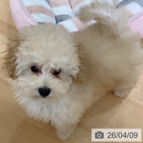 トイ・プードルの写真