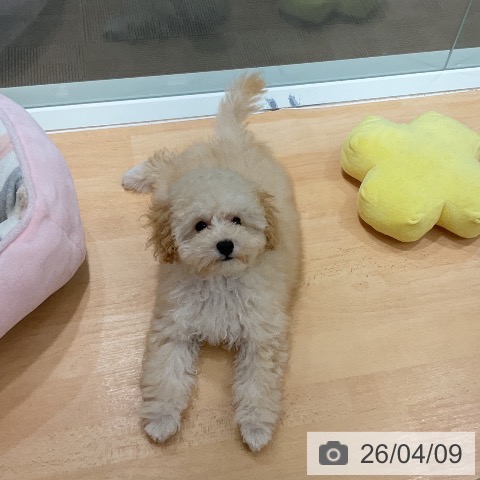 トイ・プードルの写真