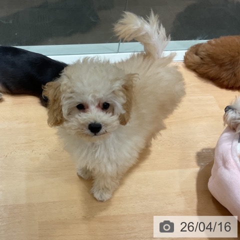 トイ・プードルの写真