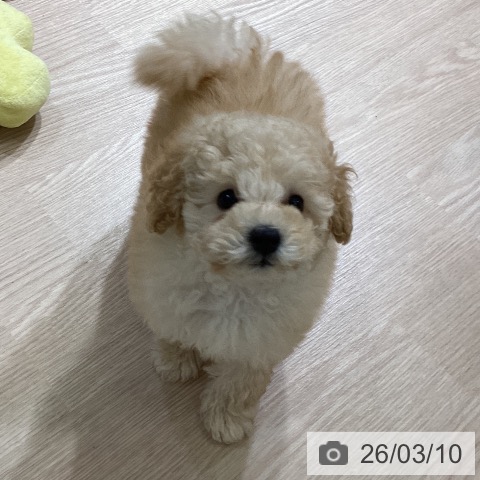 富山県のトイプードル(トイ) (ペットプラス 高岡店/2026年1月7日生まれ/男の子/クリーム)の子犬の4枚目の画像