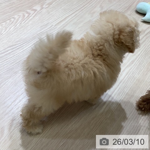 富山県のトイプードル(トイ) (ペットプラス 高岡店/2026年1月7日生まれ/男の子/クリーム)の子犬の3枚目の画像