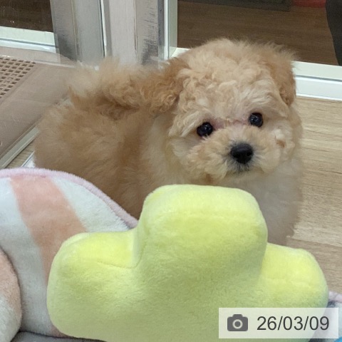 トイ・プードルの写真