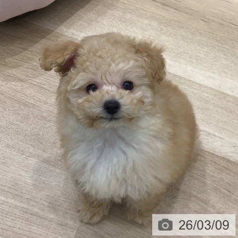 トイ・プードルの写真