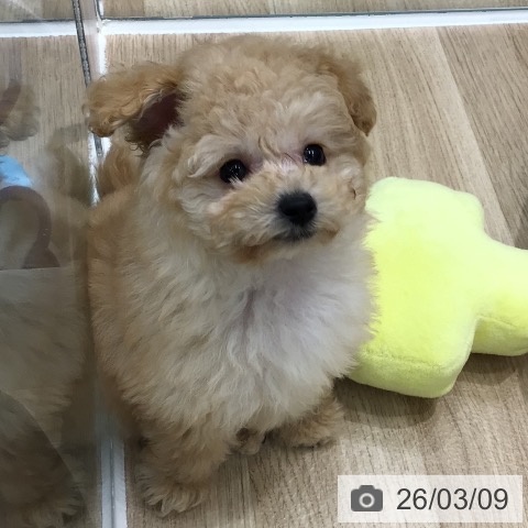 トイ・プードルの写真