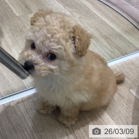 トイ・プードルの写真