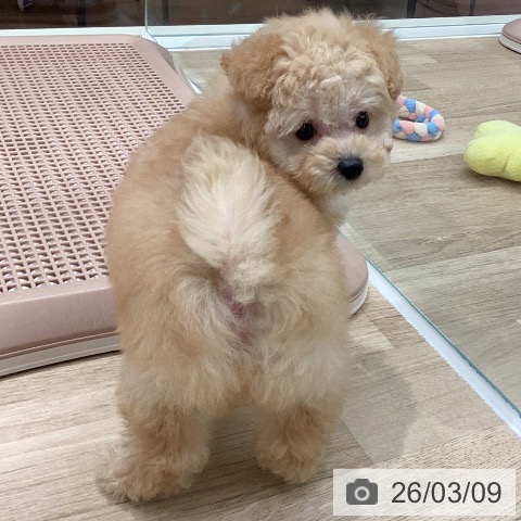 トイ・プードルの写真