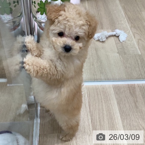 トイ・プードルの写真