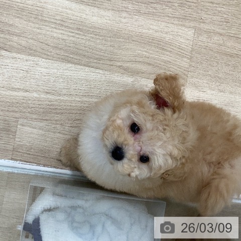 トイ・プードルの写真