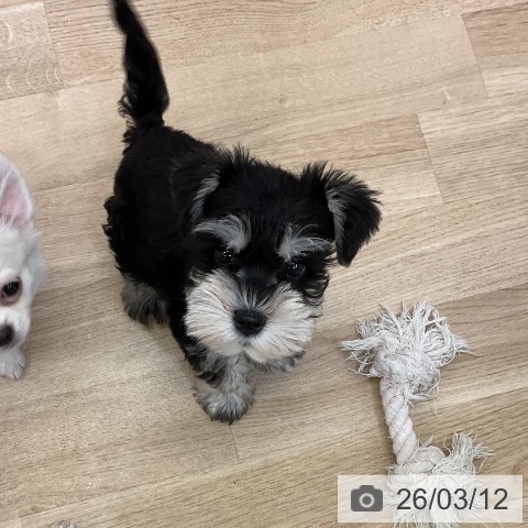 愛知県のミニチュアシュナウザー (ペットプラス mozoワンダーシティ店/2026年1月6日生まれ/男の子/ブラックシルバー)の子犬の4枚目の画像