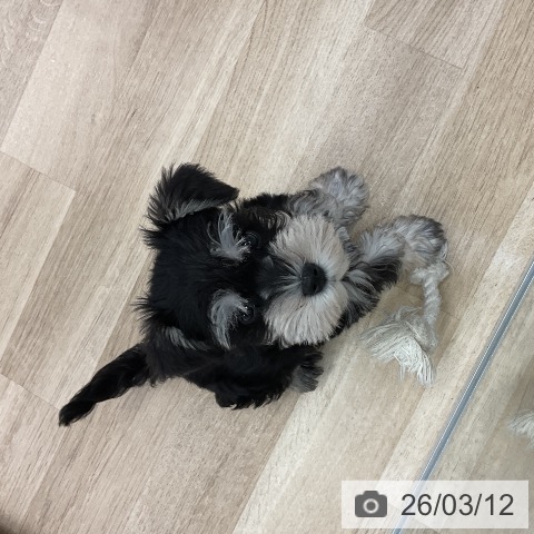 愛知県のミニチュアシュナウザー (ペットプラス mozoワンダーシティ店/2026年1月6日生まれ/男の子/ブラックシルバー)の子犬の3枚目の画像