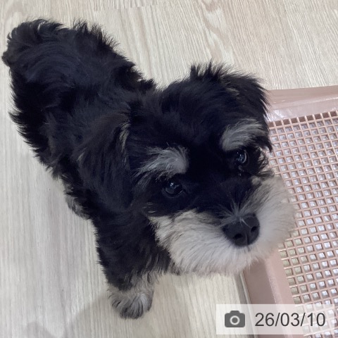 ミニチュア・シュナウザーの写真