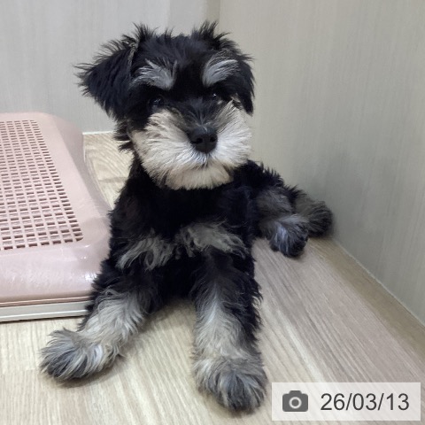 愛知県のミニチュアシュナウザー (ペットプラス イオンモール長久手店/2026年1月6日生まれ/女の子/ブラックシルバー)の子犬の4枚目の画像