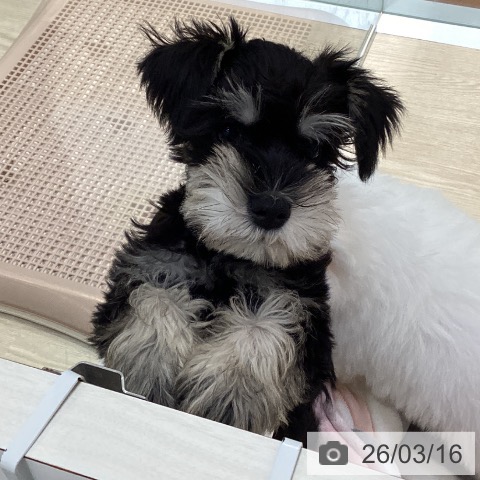 愛知県のミニチュアシュナウザー (ペットプラス イオンモール長久手店/2026年1月6日生まれ/女の子/ブラックシルバー)の子犬の3枚目の画像