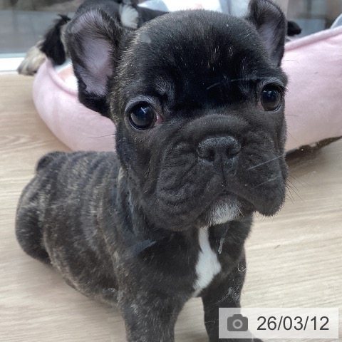 石川県のフレンチブルドッグ (ペットプラス 白山店/2026年1月8日生まれ/男の子/ブリンドル)の子犬の4枚目の画像