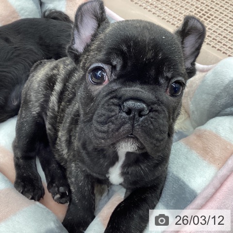石川県のフレンチブルドッグ (ペットプラス 白山店/2026年1月8日生まれ/男の子/ブリンドル)の子犬の3枚目の画像
