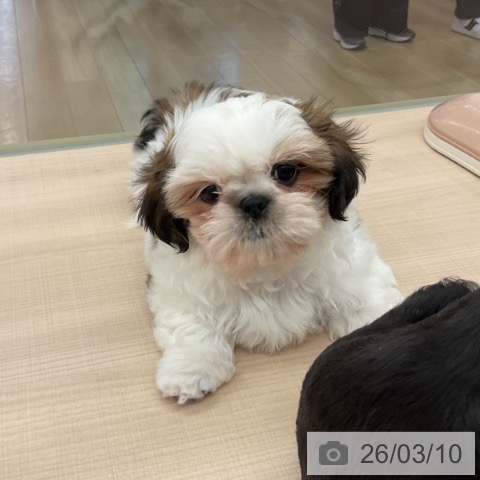 シー・ズーの写真