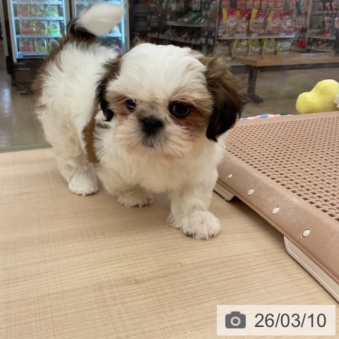 シー・ズーの写真