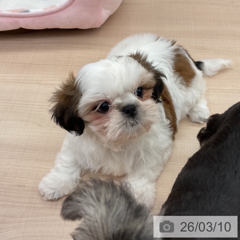 シー・ズーの写真