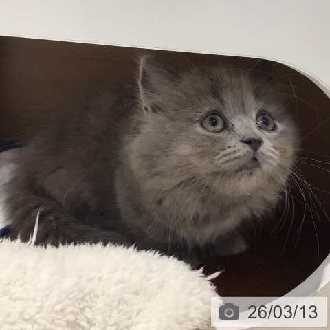 岐阜県のミヌエット (ペットプラス 各務原店/2026年1月8日生まれ/女の子/ブルーパッチドタビー)の子猫の4枚目の画像