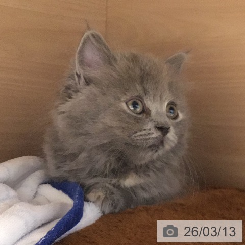 岐阜県のミヌエット (ペットプラス 各務原店/2026年1月8日生まれ/女の子/ブルーパッチドタビー)の子猫の3枚目の画像