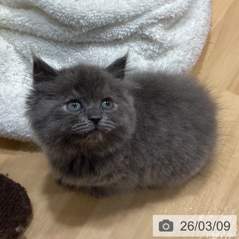 ミヌエットの写真