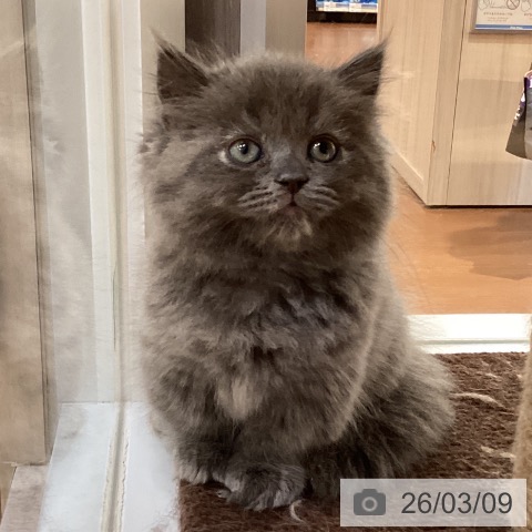 ミヌエットの写真