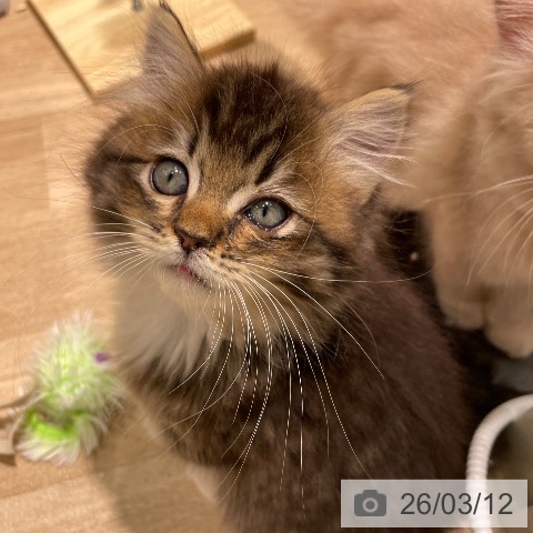 愛知県のサイベリアン (ペットプラス 則武新町店/2026年1月7日生まれ/女の子/ブラウンパッチドタビーホワイト)の子猫の4枚目の画像