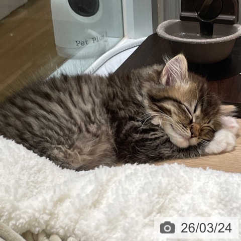 愛知県のサイベリアン (ペットプラス 則武新町店/2026年1月7日生まれ/女の子/ブラウンパッチドタビーホワイト)の子猫の3枚目の画像