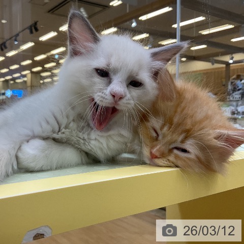 愛知県のラグドール (ペットプラス mozoワンダーシティ店/2026年1月6日生まれ/男の子/ブルーポイントバイカラー)の子猫の4枚目の画像