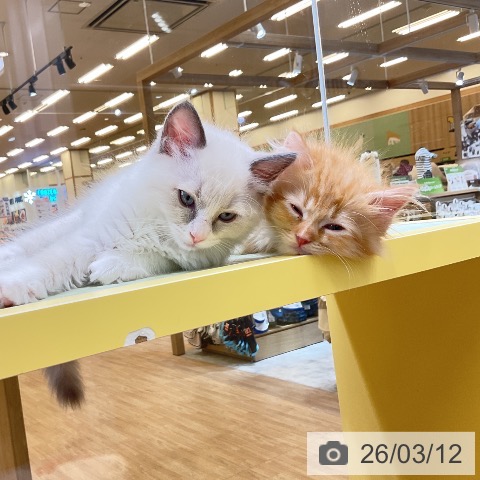 愛知県のラグドール (ペットプラス mozoワンダーシティ店/2026年1月6日生まれ/男の子/ブルーポイントバイカラー)の子猫の3枚目の画像