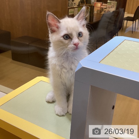 愛知県のラグドール (ペットプラス mozoワンダーシティ店/2026年1月6日生まれ/男の子/ブルーポイントバイカラー)の子猫の3枚目の画像