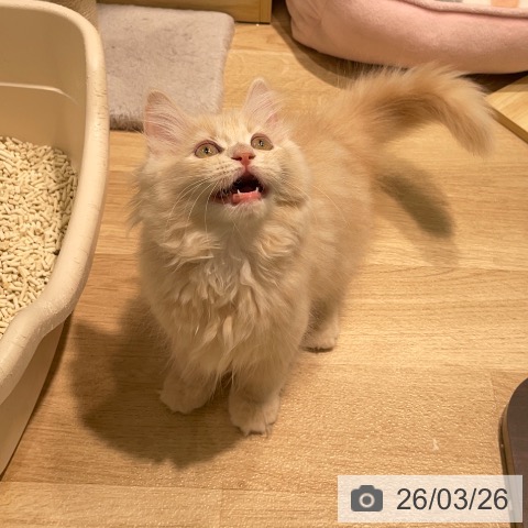 愛知県のラガマフィン (ペットプラス 則武新町店/2026年1月4日生まれ/女の子/クリームタビー)の子猫の4枚目の画像