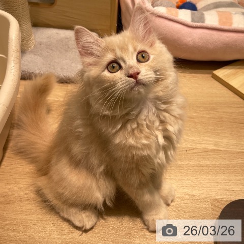 愛知県のラガマフィン (ペットプラス 則武新町店/2026年1月4日生まれ/女の子/クリームタビー)の子猫の3枚目の画像