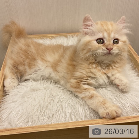 愛知県のラガマフィン (ペットプラス 岡崎店/2026年1月4日生まれ/女の子/レッドタビー)の子猫の4枚目の画像