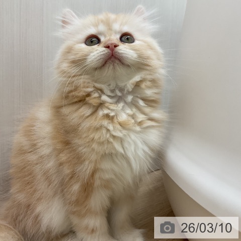 愛知県のラガマフィン (ペットプラス 岡崎店/2026年1月4日生まれ/女の子/レッドタビー)の子猫の3枚目の画像