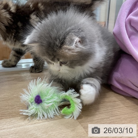 ラガマフィンの写真