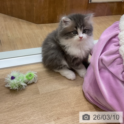 ラガマフィンの写真