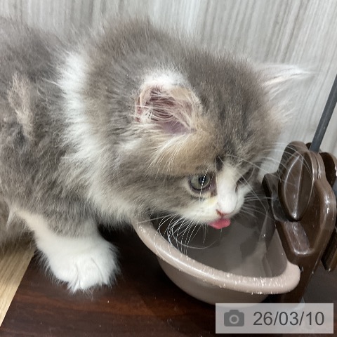 ラガマフィンの写真